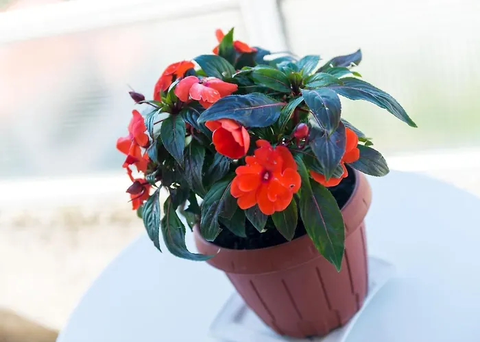 Maha Maison d'hôtes